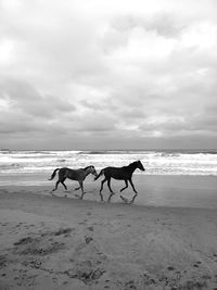 Horses and sea