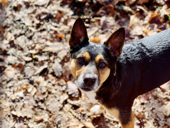 High angle view of dog on leave in the wood