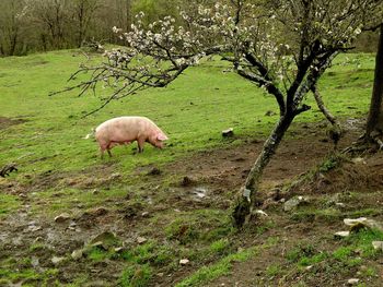 Sheep in a field