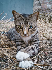 animal