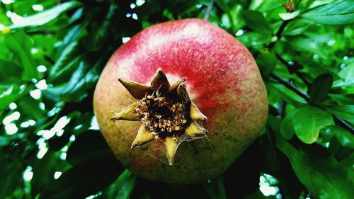 Close-up of pomegranate growing on tree