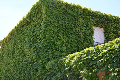 House surrounded by plants