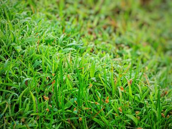 High angle view of grass growing on field