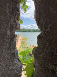 Close-up of tree trunk against rocks