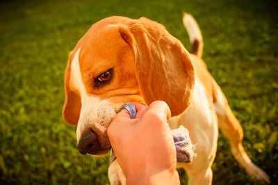 Close-up of a dog on field