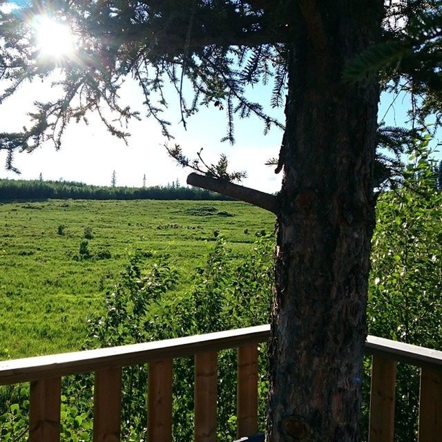 tree, grass, green color, tranquility, tranquil scene, sunlight, growth, tree trunk, landscape, scenics, nature, field, fence, beauty in nature, sun, grassy, branch, sky, lens flare, sunbeam