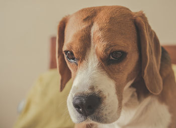 Close-up portrait of a dog