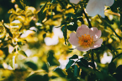 Close-up of flowering plant