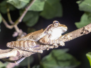 Close-up of a lizard on branch