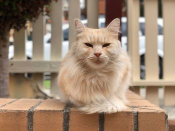 Portrait of white cat sitting outdoors