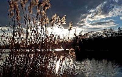 Silhouette plants by lake against sky during sunset