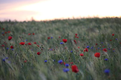 Red poppies on field against sky during sunset