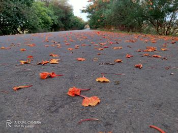 Autumn leaves fallen on footpath