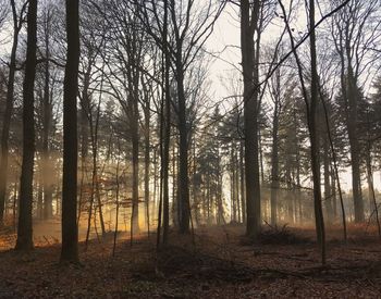 Trees in forest