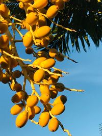 Low angle view of fruits growing on tree against sky