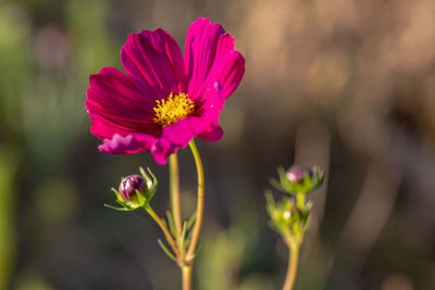 Close-up of pink flower