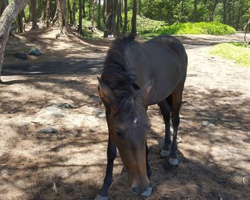 Horse standing in a field