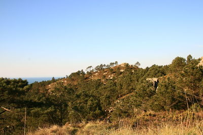 Trees against clear blue sky