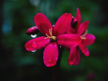 Close-up of pink flower