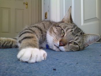 Lazy cat lying on carpet at home