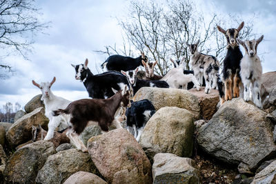 View of animals on rock