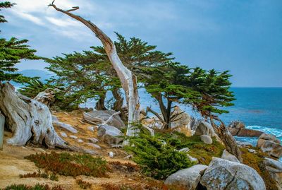 Tree by sea against sky