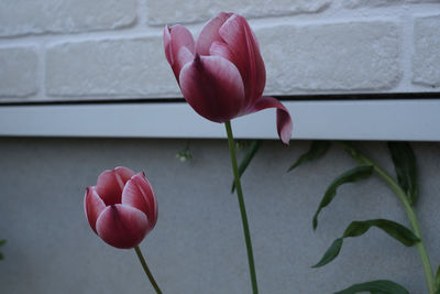 Close-up of pink tulip against wall