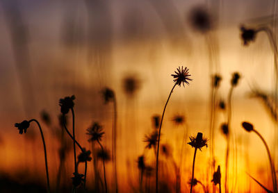 Close-up of plant against sky during sunset