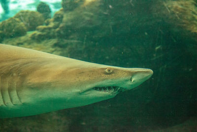 Close-up of fish swimming in sea