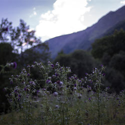 Close-up of purple flowering plants on field