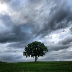 Tree on field against sky