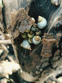 Close-up of snail on tree trunk