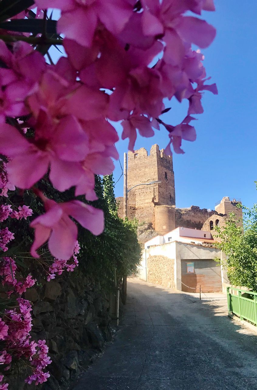 PINK FLOWERING PLANTS BY BUILDING AGAINST SKY