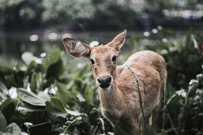 Portrait of deer