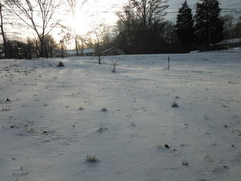 Scenic view of snow covered trees against sky