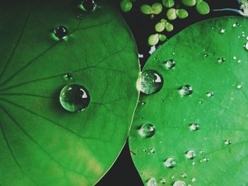 Close-up of water drops on leaves