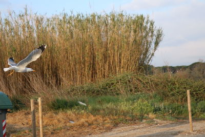 Bird flying over a field