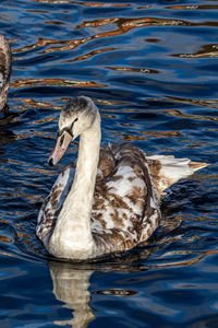 View of duck in lake