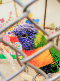 Close-up of peacock in cage