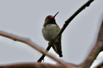 bird