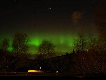 Scenic view of illuminated trees against sky at night