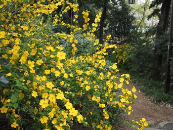 Yellow flowering plant in sunlight