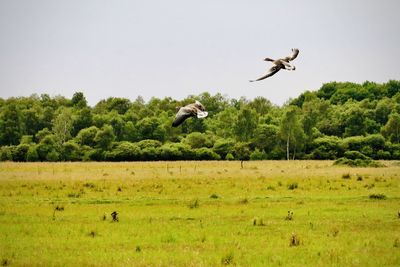 View of geese flying in the sky in front of a forrest