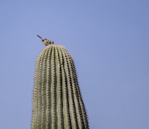 Low angle view of bird flying against clear blue sky