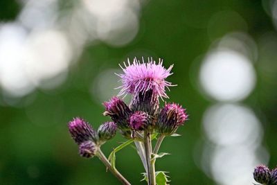 Close-up of pink thistle flowers
