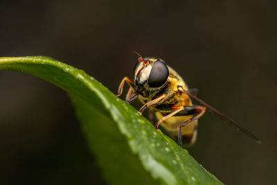 Close-up of insect on leaf