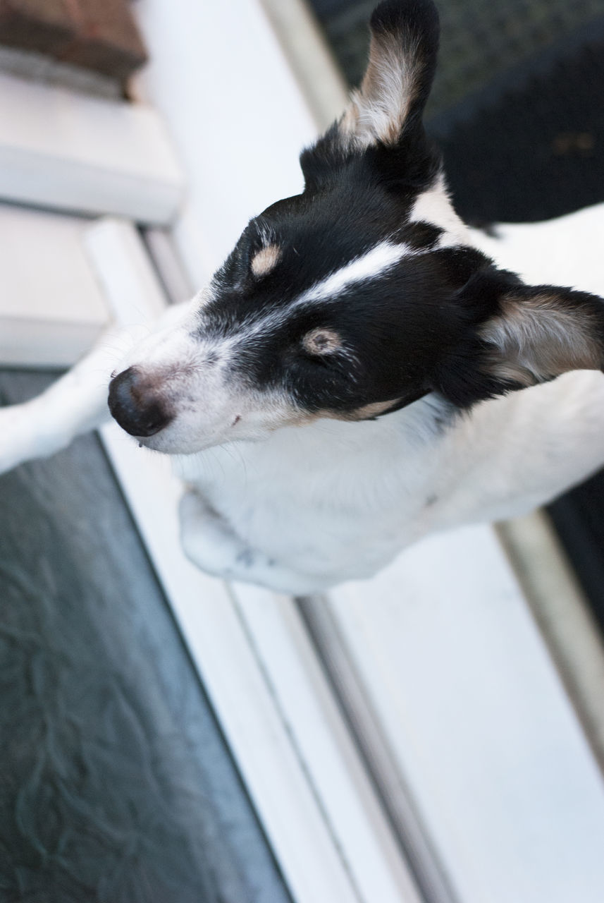 DOG LOOKING AWAY