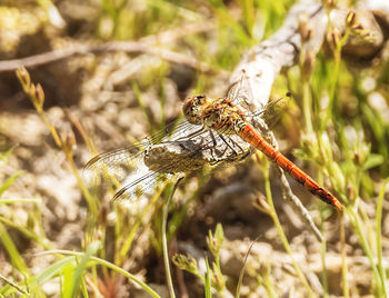 Close-up of dragonfly on plant