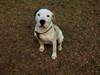 Portrait of dog on field