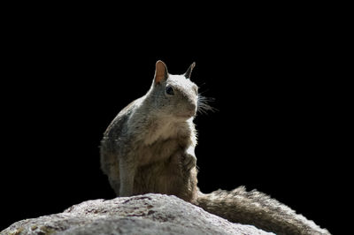 Close-up of looking away while sitting on rock against black background